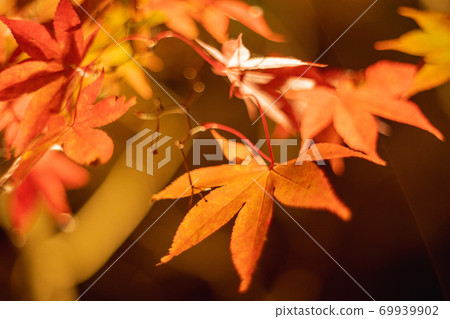 Oyama autumn leaves 2 Oyama autumn leaves 2 69939902