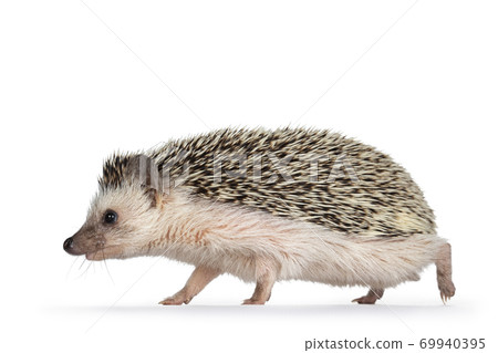 Hedgehog on white background Hedgehog on white background 69940395