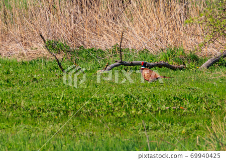 Pheasant in green grass on a meadow 69940425