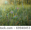 soap bubbles on a background of grass on a bright sunny day 69940453