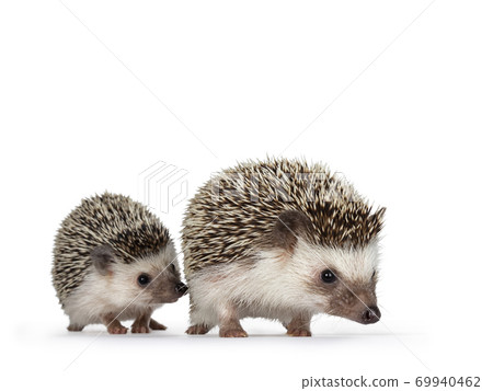 Hedgehog on white background 69940462