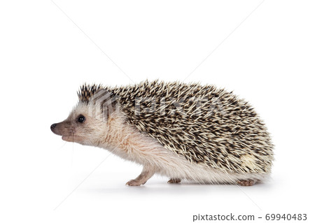 Hedgehog on white background 69940483