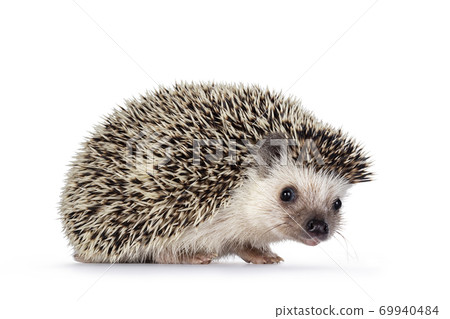 Hedgehog on white background 69940484