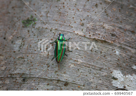 A badger beetle 69940567