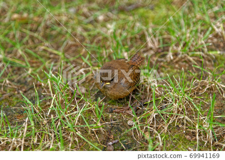 House Wren in an english forest 69941169