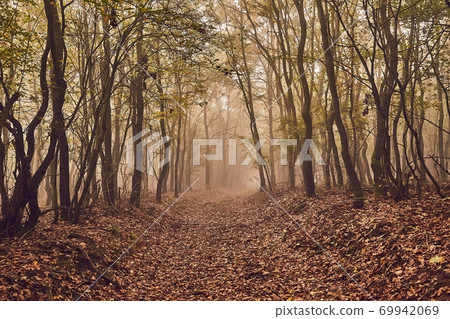 Forest path in mist 69942069