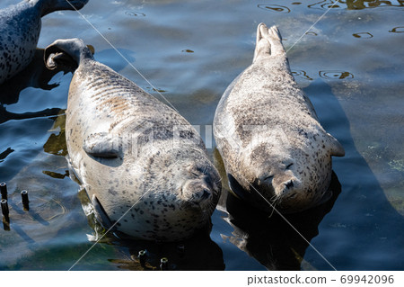 Spotted seal Spotted seal 69942096