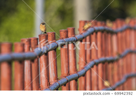 Stonechat (winter feather) 69942392