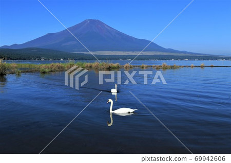 Lake Yamanaka + Swan 69942606