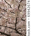 Cherry blossoms dance in spring 69942674