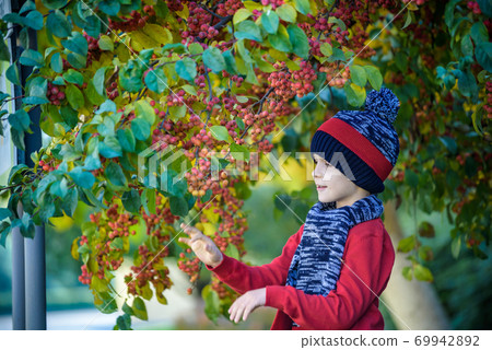 Child on a farm in autumn. Little boy playing in decorative apple tree orchard. Kid pick fruit. Toddler eating fruits at harvest. Outdoor fun for children. Healthy nutrition. Child on a farm in autumn. Little boy playing in decorative apple tree orchard. Kid pick fruit. Toddler eating fruits at harvest. Outdoor fun for children. Healthy nutrition. 69942892