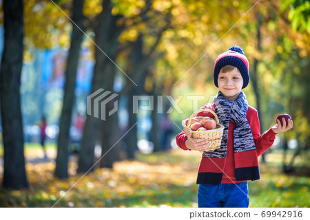 Child picking apples in autumn. Little baby boy playing in apple tree orchard. Kids pick fruit in a basket. Toddler eating fruits at fall harvest. Outdoor fun for children. Healthy nutrition Child picking apples in autumn. Little baby boy playing in apple tree orchard. Kids pick fruit in a basket. Toddler eating fruits at fall harvest. Outdoor fun for children. Healthy nutrition 69942916