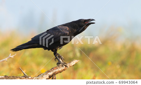 Common raven calling on bough in autumn nature. Common raven calling on bough in autumn nature. 69943064