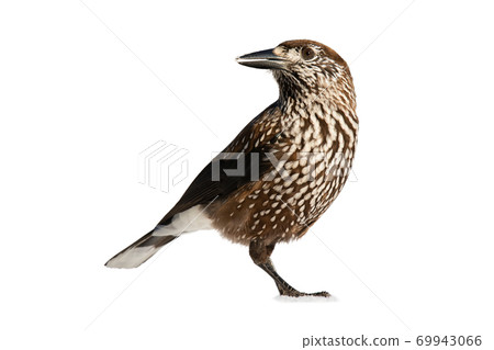 Spotted nutcracker observing isolated on white background. Spotted nutcracker observing isolated on white background. 69943066