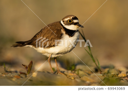 Little ringed plover standing on riverbank in autumn. Little ringed plover standing on riverbank in autumn. 69943069