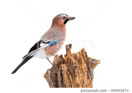Eurasian jay sitting on wood isolated on white background. Eurasian jay sitting on wood isolated on white background. 69943071