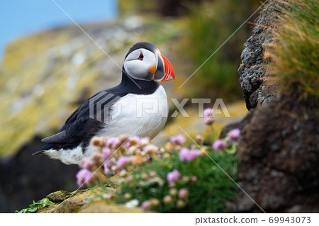 Atlantic puffin sitting on rocks in summer Iceland. Atlantic puffin sitting on rocks in summer Iceland. 69943073