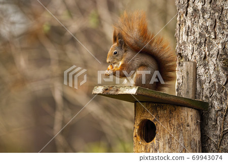 Little red squirrel sitting on birdhouse in autumn. Little red squirrel sitting on birdhouse in autumn. 69943074