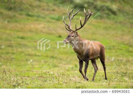 Majestic red deer stag walking on meadow in autumnnature. 69943081