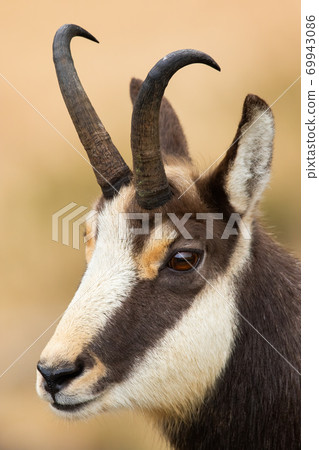 Vertical portrait of tatra chamois looking in mountains from close-up. 69943086