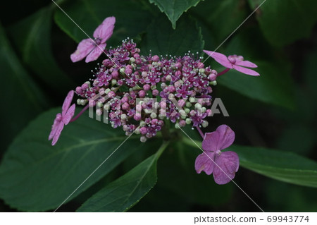 繡球 繡球 69943774