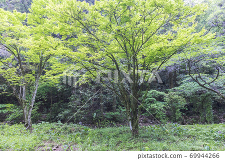 Akiyoshido Cave, Mine City, Yamaguchi Prefecture, Fresh Green 69944266