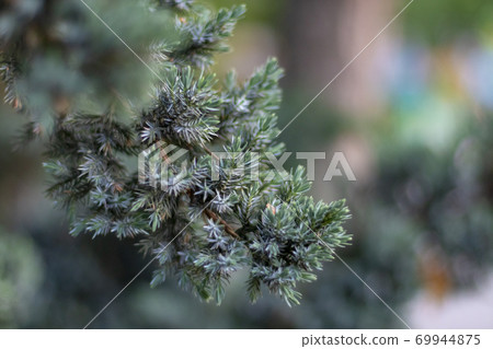 Christmas spruce tree background. Winter holiday 69944875