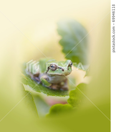 Tree frog staring on the leaves Tree frog staring on the leaves 69946118