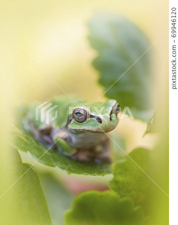 青蛙盯著一片葉子 青蛙盯著一片葉子 69946120