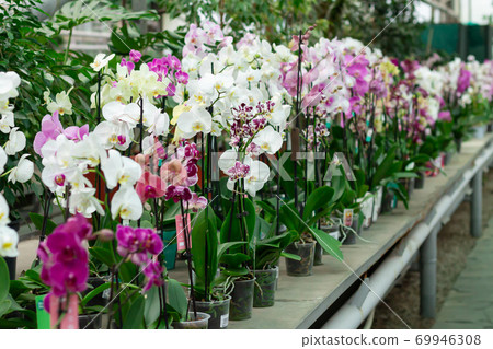 Potted orchids phalaenopsis on counter in store 69946308