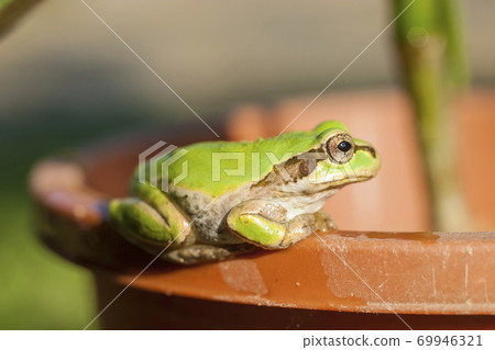 Tree frog staring at the edge of a flowerpot Tree frog staring at the edge of a flowerpot 69946321