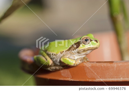 Amagaeru盯著花盆的邊緣 Amagaeru盯著花盆的邊緣 69946376