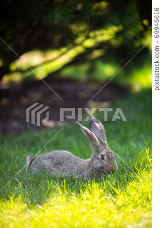 Meat-eating and vegetarianism. Animal fur. Animal protection. The cosmetics are tested on rabbits. Convention for the Protection of Experimental Animals. Against the slaughter of animals 69946616