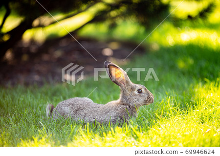 Large adult gray hare with long ears in full growth on green grass on sunny day. Close up of cute grey bunny sitting on green grasses in the park. Brown hare. Beautiful Norfolk wild coney sat on lawn Large adult gray hare with long ears in full growth on green grass on sunny day. Close up of cute grey bunny sitting on green grasses in the park. Brown hare. Beautiful Norfolk wild coney sat on lawn 69946624