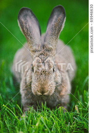 Meat-eating and vegetarianism. Animal fur. Animal protection. The cosmetics are tested on rabbits. Convention for the Protection of Experimental Animals. Against the slaughter of animals 69946630