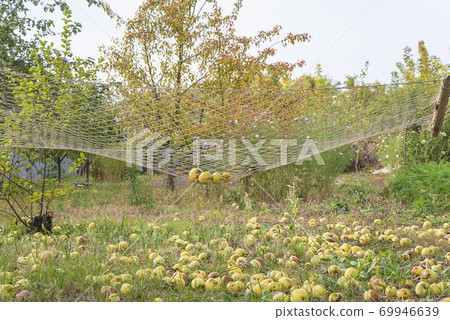 Empty hammock in the autumn garden Empty hammock in the autumn garden 69946639