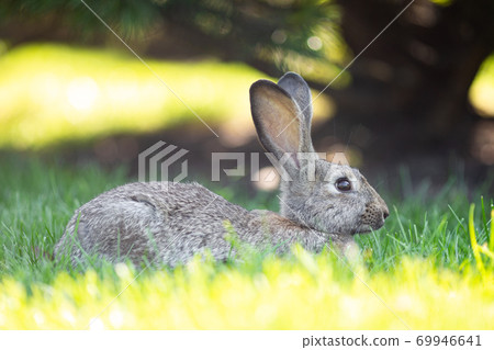 Large adult gray hare with long ears in full growth on green grass on sunny day. Close up of cute grey bunny sitting on green grasses in the park. Brown hare. Beautiful Norfolk wild coney sat on lawn 69946641