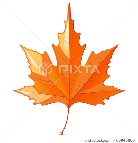 Autumn maple leaf isolated on white background - Stock Illustration ...