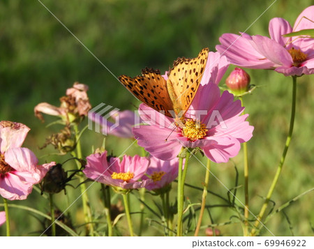 Oharushagiku Tsumaguro豹蝴蝶1 69946922