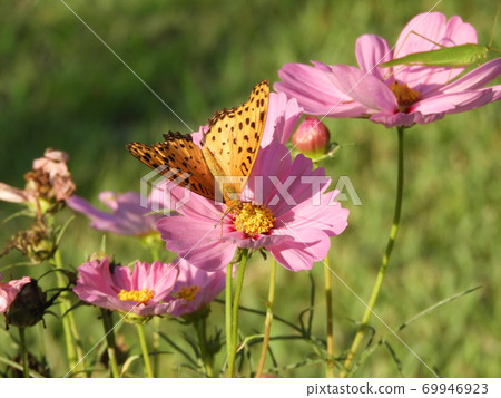 Oharushagiku Tsumaguro豹蝴蝶Tsuyumushi 5 Oharushagiku Tsumaguro豹蝴蝶Tsuyumushi 5 69946923