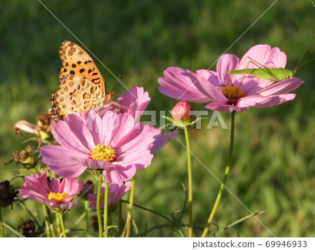 Oharushagiku Tsumaguro豹紋蝴蝶Tsuyumushi 6 Oharushagiku Tsumaguro豹紋蝴蝶Tsuyumushi 6 69946933