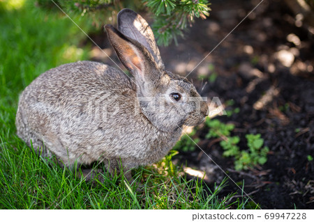 Close-up of a beautiful gray rabbit eating on a green grass lawn. Hare sits on green grass in summer on a sunny day. Vegan and meat-free diet. Fur is for animals only. Only artificial fur coat 69947228