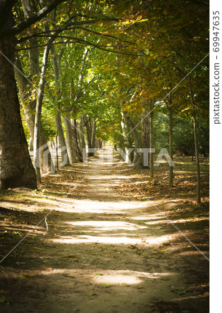 Lonely dirt road with row of trees on either side Lonely dirt road with row of trees on either side 69947635