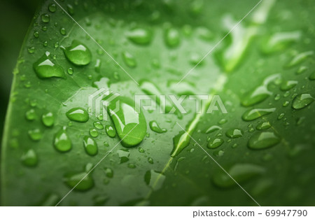 Rain drops on green leaf Rain drops on green leaf 69947790