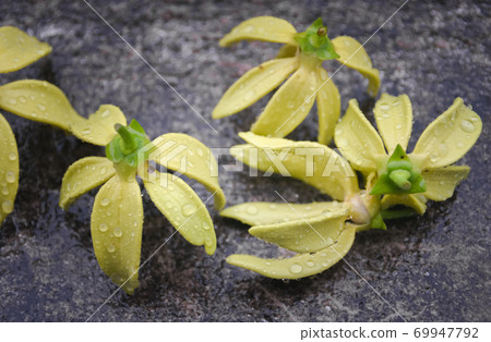 Ylang Ylang flower with rain drops Ylang Ylang flower with rain drops 69947792