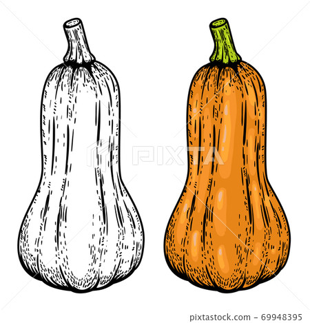Pumpkin illustrations isolated on white background. 69948395