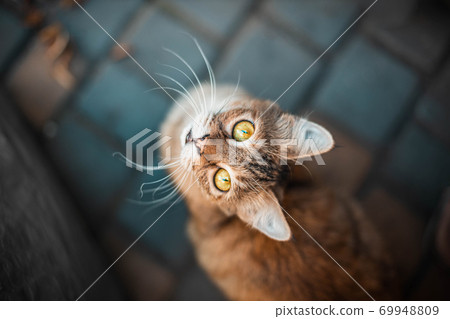 Beautiful fluffy tabby cat looking up on the street, top view of beautiful pet 69948809