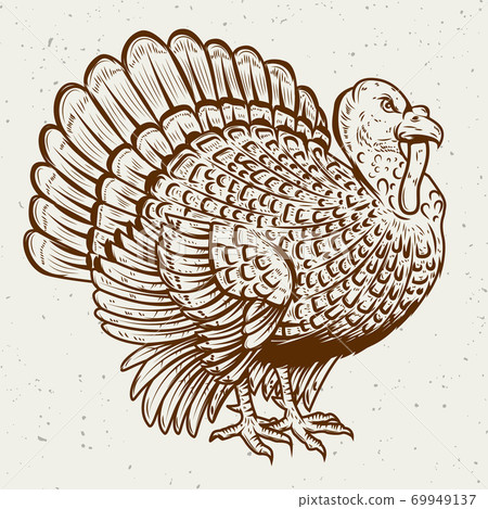 Turkey illustration on white background. Thanksgiving theme. Turkey illustration on white background. Thanksgiving theme. 69949137