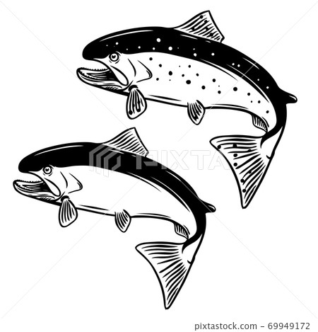 Salmon fish illustration on white background. 69949172