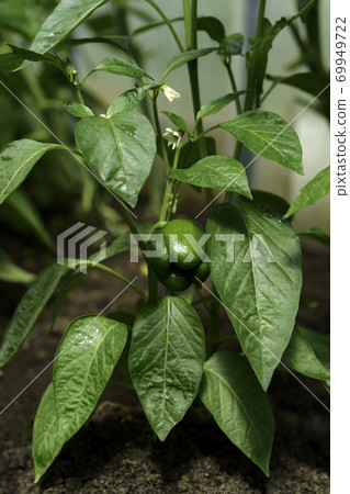 Sweet green paprika growing with green leaves and flowers Sweet green paprika growing with green leaves and flowers 69949722